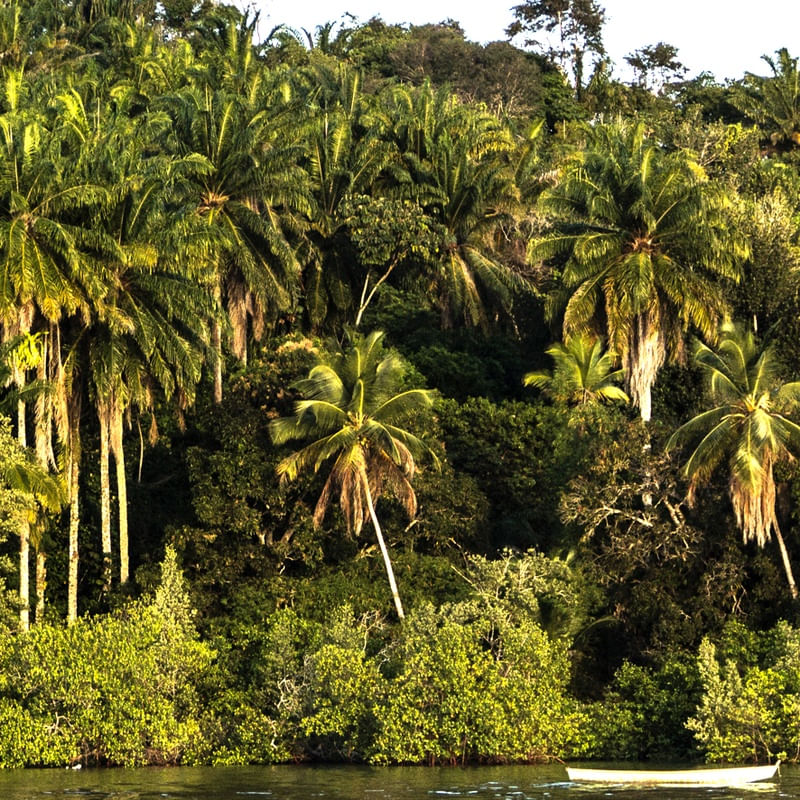 CANOA NO MATO