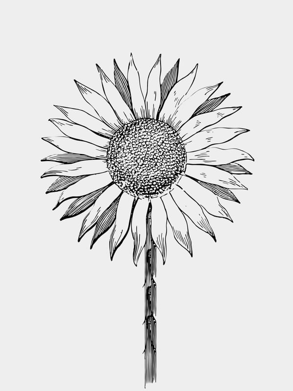 G SOL