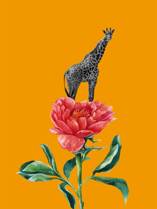 GIRAFA SOL
