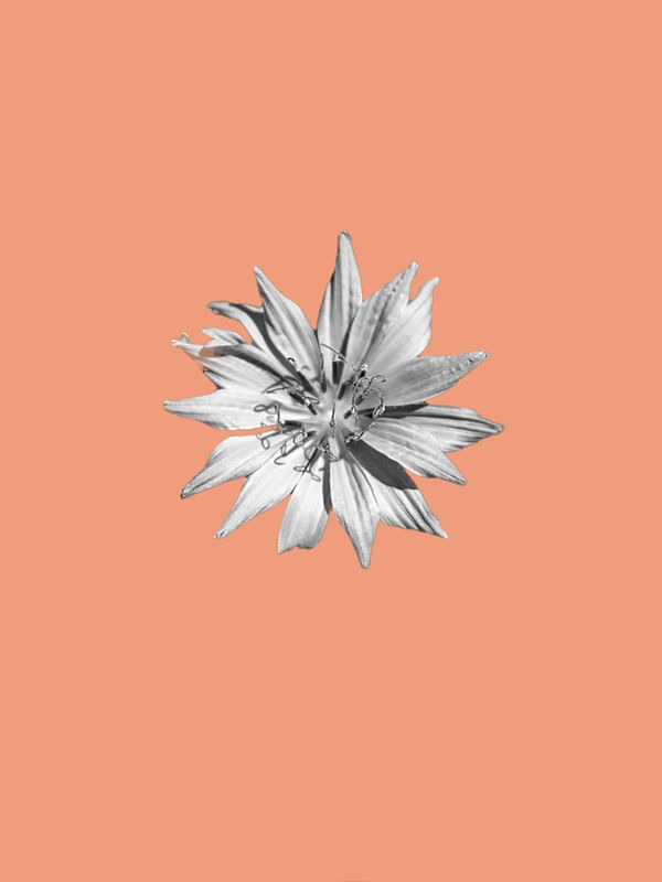 FLOR ROSE