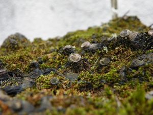 MUNDO PEQUENO DAS PLANTAS