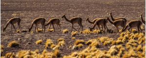 ALPACAS ANDINAS