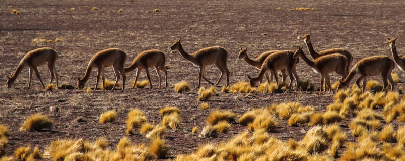 ALPACAS ANDINAS