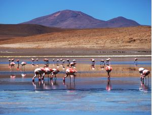 FLAMINGOS NA ÁGUA