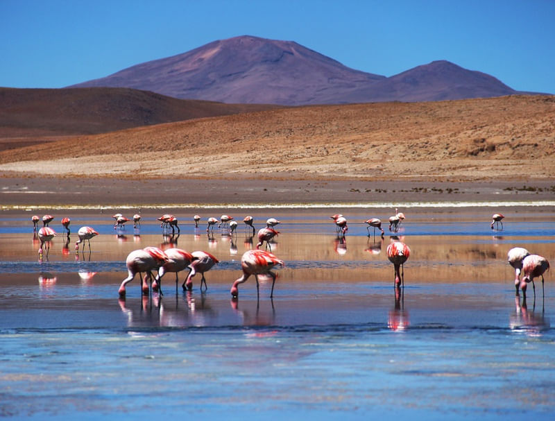 FLAMINGOS NA ÁGUA