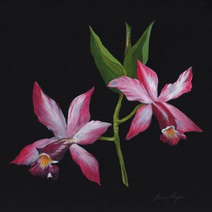 ORQUÍDEA GOUACHE