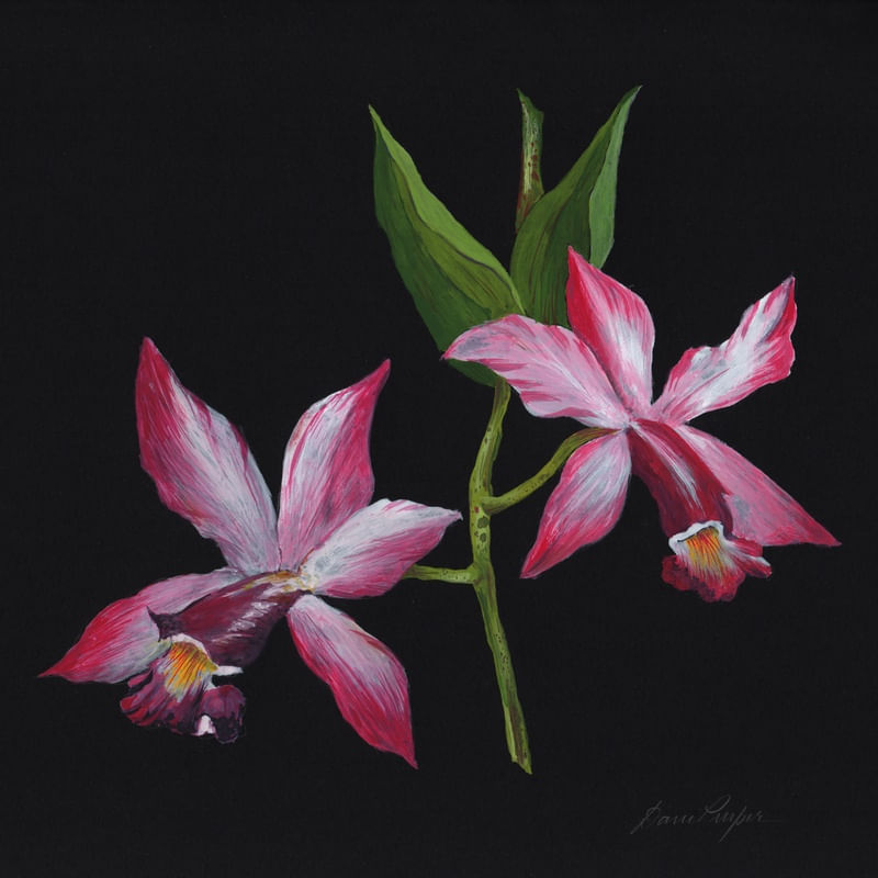 ORQUÍDEA GOUACHE