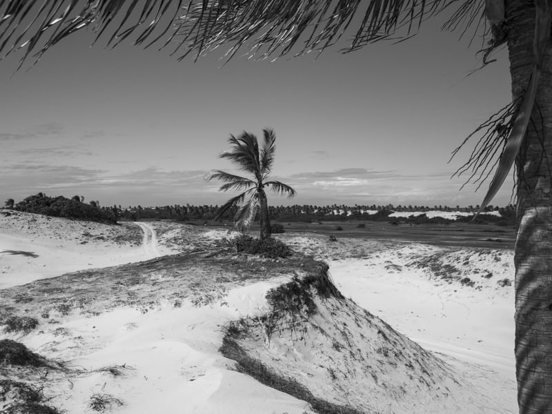 MANGUE SECO 9