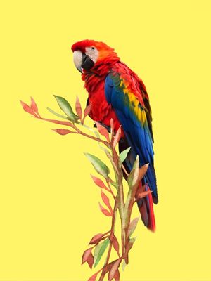 ARARA AMARELA