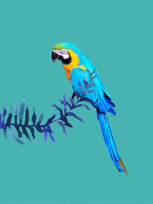 ARARA AZUL FW