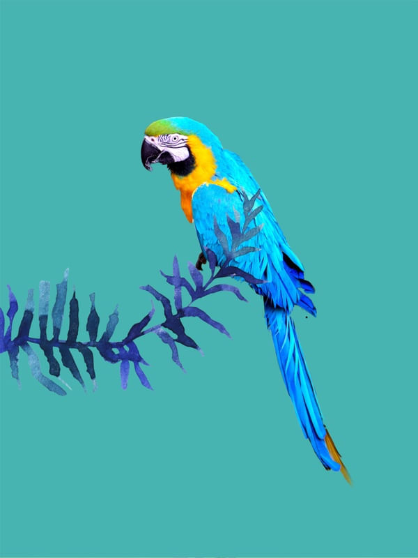 ARARA AZUL FW