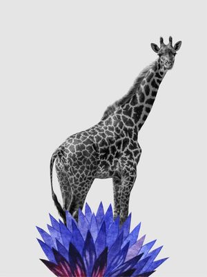 GIRAFA FW