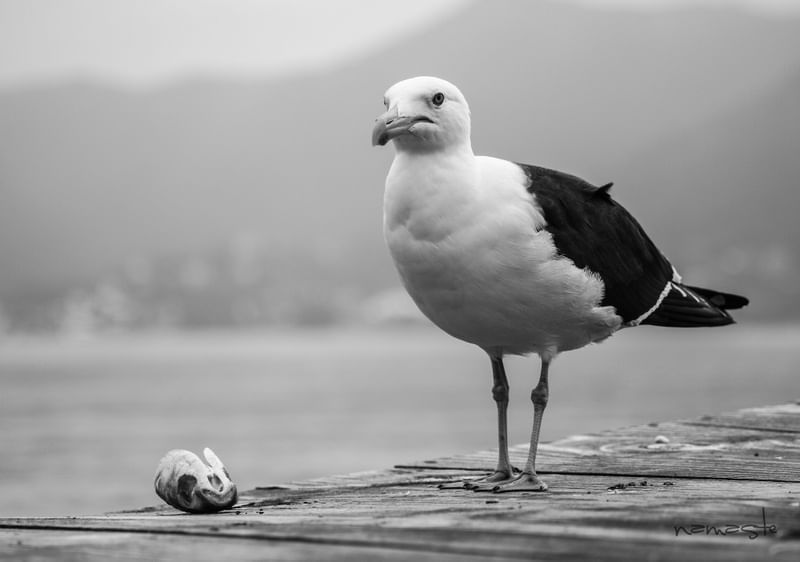 GAIVOTA EM FLORIANÓPOLIS