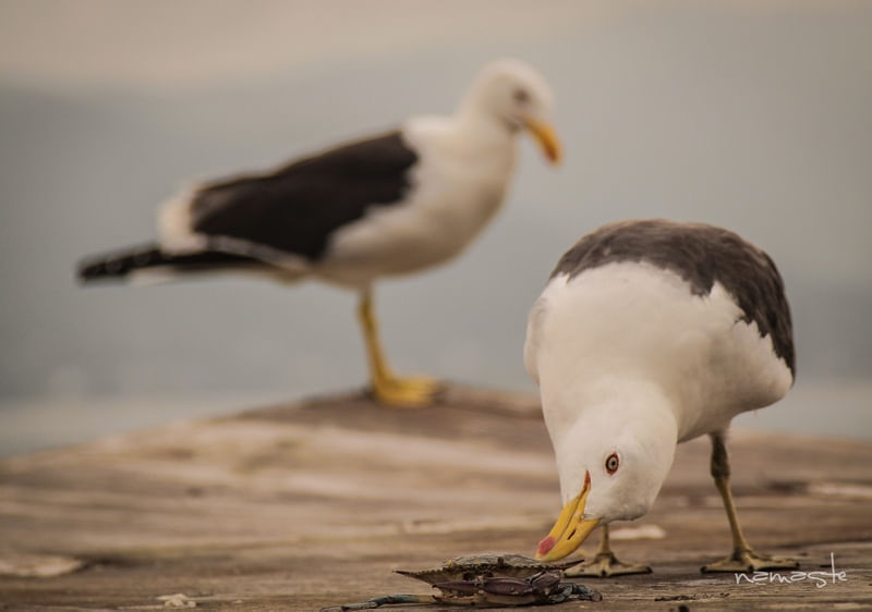 GAIVOTAS NA LAGOA
