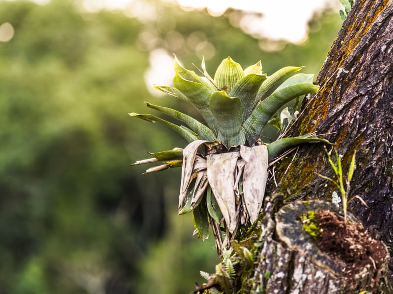VERDE BROMELIA