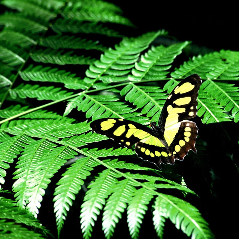 BORBOLETA 10