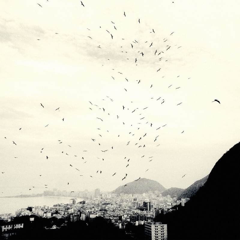 280 GAIVOTAS