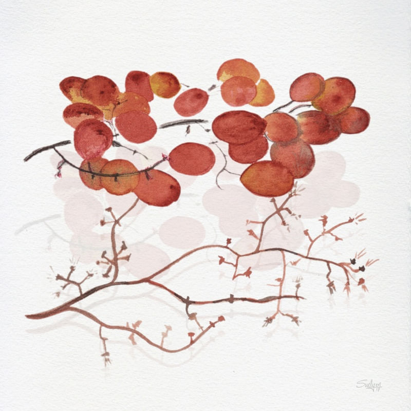 UVAS SUE