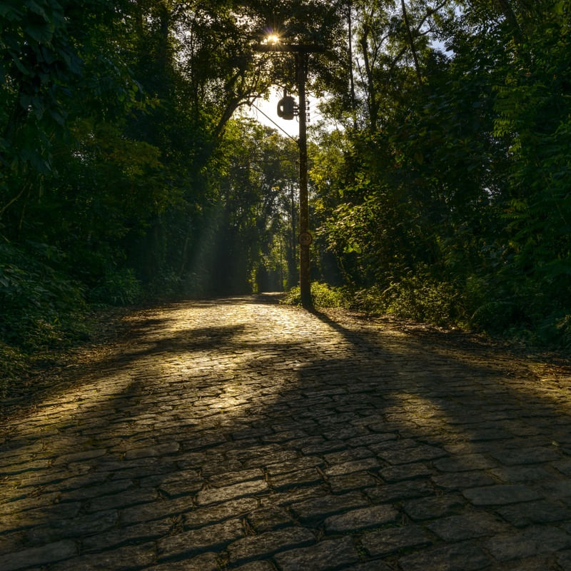 MATA ATLÂNTICA 2
