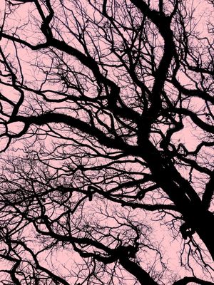 PINK BLACK TREE