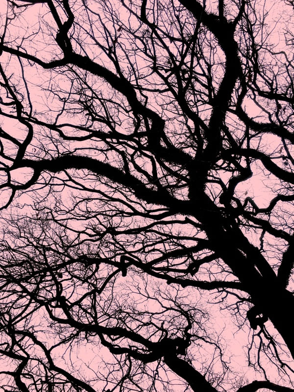 PINK BLACK TREE