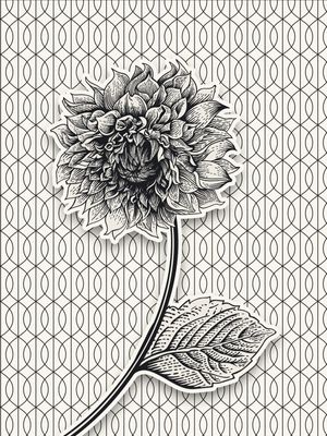 FLOR AND BLACK