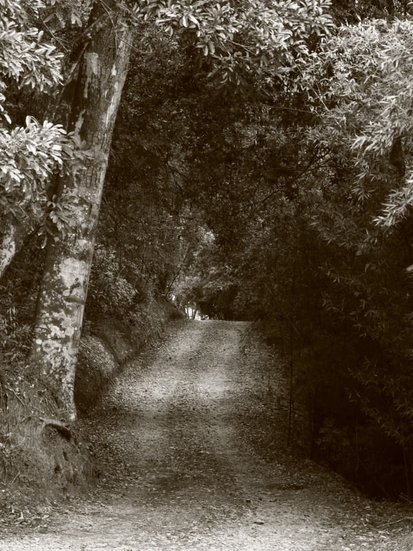 GREEN ROAD AHEAD
