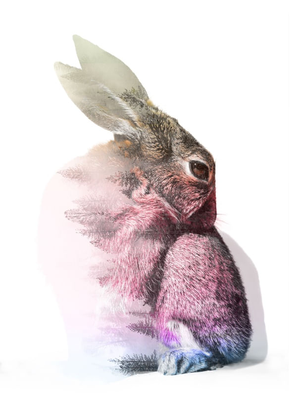 RABBIT22