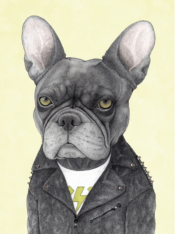 HARD ROCK FRENCH BULLDOG