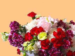 GILLYFLOWER I.A