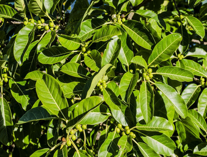 GREEN PLANTS
