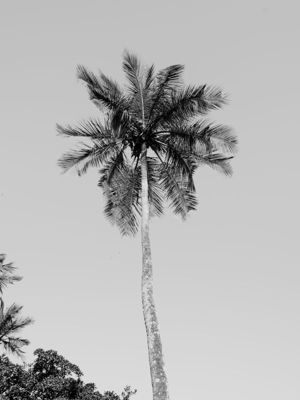 NATURE III