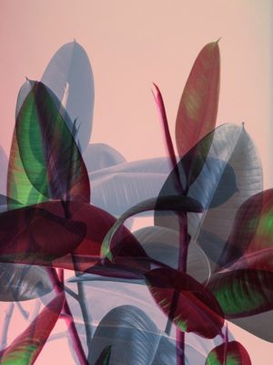 MIX TROPICAL 2