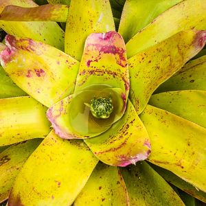 BROMÉLIA VERDE E VERMELHA