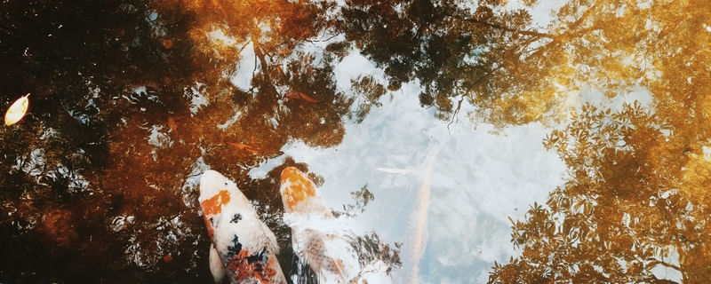 REFLEXO/CARPAS