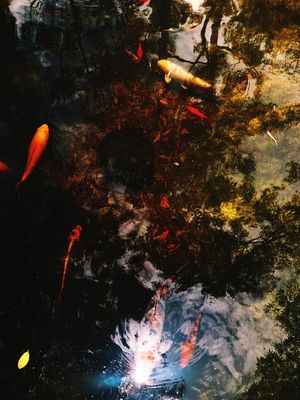 CARPAS/CÉU
