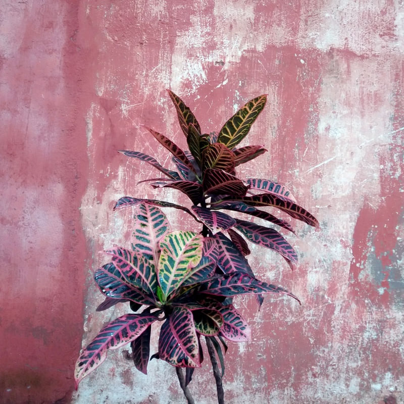 TINTA ROSA
