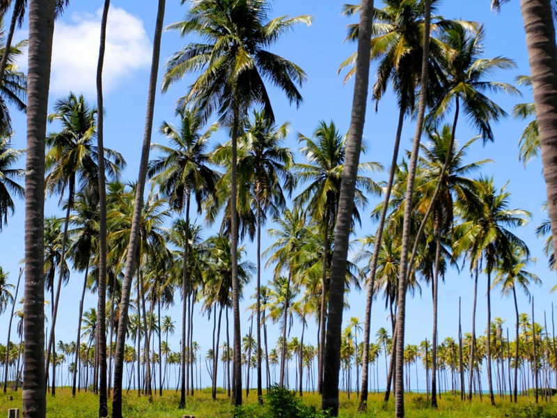 SAO MIGUEL MILAGRES