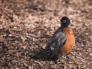 ORANGE BIRD