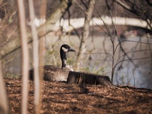 PATO CENTRAL PARK