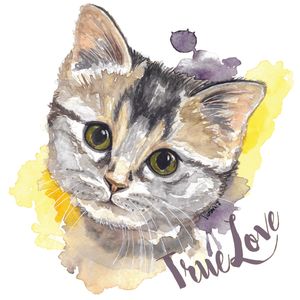 GATINHO TRUE LOVE