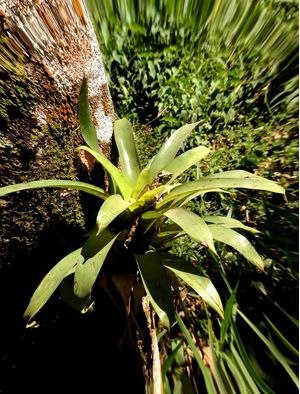 ORQUIDEA 1