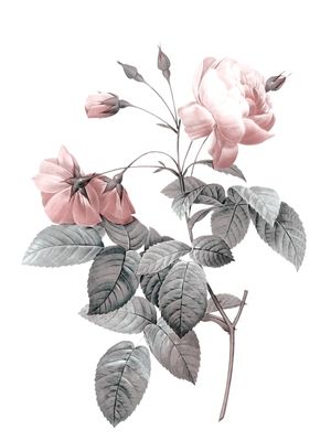 ROSE 1A