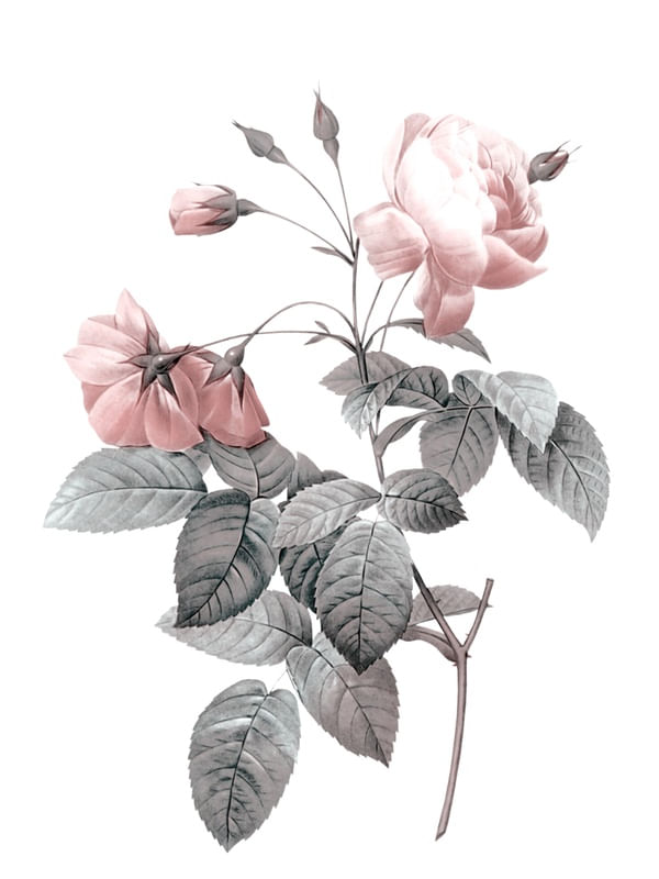 ROSE 1A