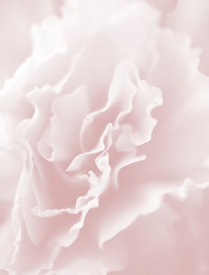LISIANTHUS I
