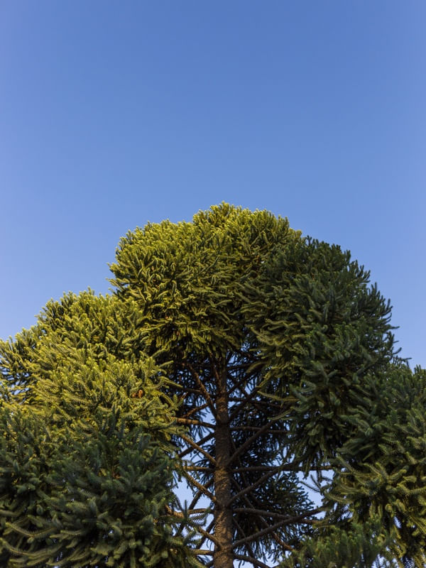 PINHEIRO E CÉU