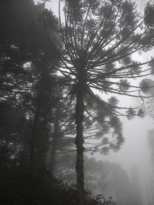 NEBLINA 3