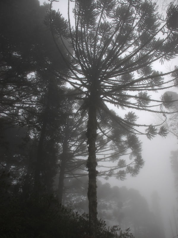 NEBLINA 3