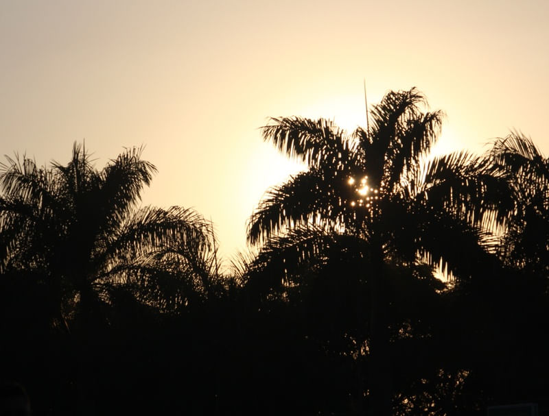 SOL POENTE E ÁRVORES