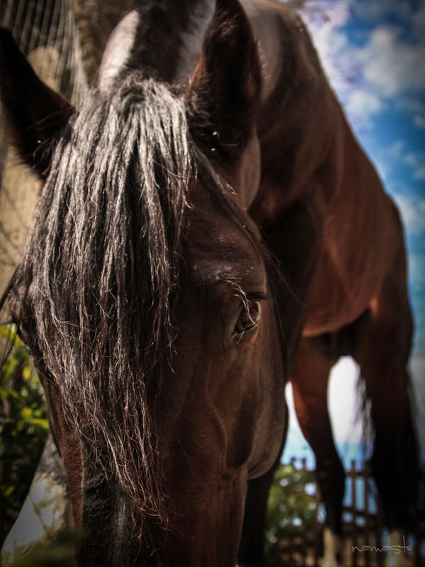 CAVALO PASTANDO